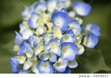 あじさい　紫陽花　アジサイ 44056015