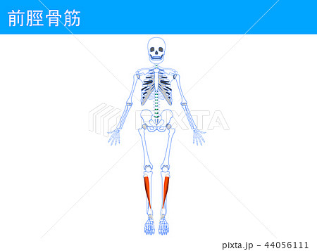 前脛骨筋3のイラスト素材