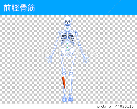前脛骨筋4 44056116