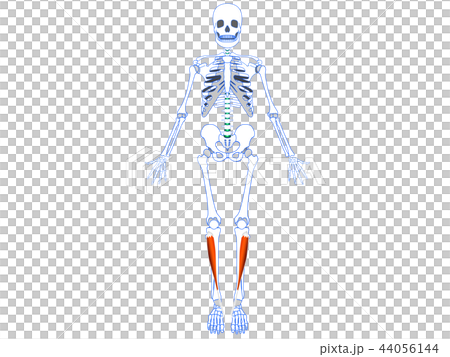 脛骨前肌2 脛骨前肌2 44056144