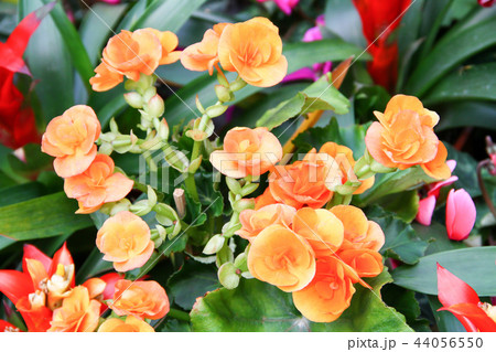 orange begonia flowers orange begonia flowers 44056550