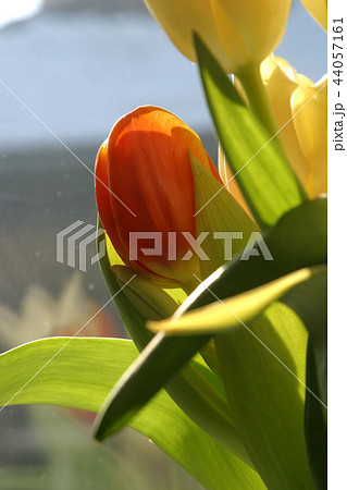 Colorful tulips in spring 44057161