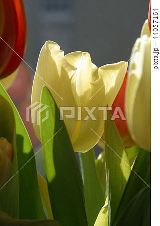 Colorful tulips in spring 44057164