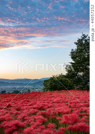 早朝の彼岸花 44057252