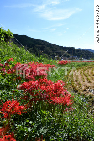彼岸花が咲く風景 44057335