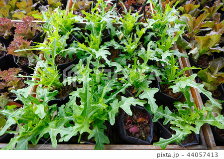 Organic garden Organic garden 44057413