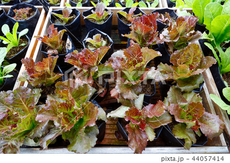 Kitchen garden 44057414