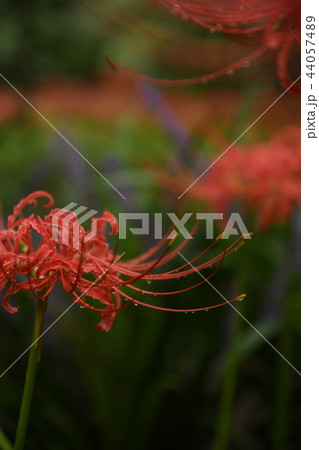 彼岸花 44057489