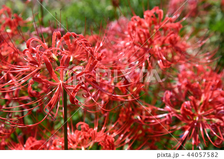 彼岸花、赤く輝く 44057582
