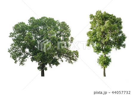 Set of big tree isolated on white background. 44057732