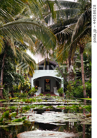 Lotus pond in tropical garden with coconut tree Lotus pond in tropical garden with coconut tree 44058628