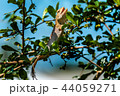 chameleon, lizard, animal, asia, nature, tropical chameleon, lizard, animal, asia, nature, tropical 44059271