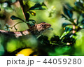 chameleon, lizard, animal, asia, nature, tropical chameleon, lizard, animal, asia, nature, tropical 44059280
