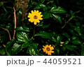 flower, yellow, singapore, green, dailsy, garden flower, yellow, singapore, green, dailsy, garden 44059521
