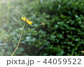 flower, yellow, singapore, green, dailsy, garden flower, yellow, singapore, green, dailsy, garden 44059522