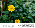 flower, yellow, singapore, green, dailsy, garden flower, yellow, singapore, green, dailsy, garden 44059523