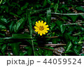flower, yellow, singapore, green, dailsy, garden flower, yellow, singapore, green, dailsy, garden 44059524