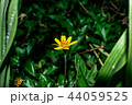 flower, yellow, singapore, green, dailsy, garden flower, yellow, singapore, green, dailsy, garden 44059525
