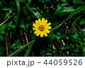 flower, yellow, singapore, green, dailsy, garden flower, yellow, singapore, green, dailsy, garden 44059526
