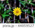 flower, yellow, singapore, green, dailsy, garden flower, yellow, singapore, green, dailsy, garden 44059527
