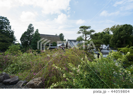萩原寺と萩の花 香川県観音寺市 萩原寺と萩の花 香川県観音寺市 44059804