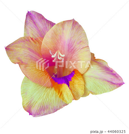 flower yellow violet orange gladiolus isolated  44060325