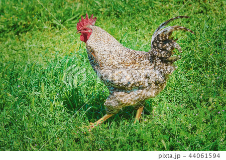 Rooster Walks by the Lawn 44061594