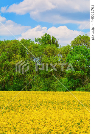 Field of Colza 44061762