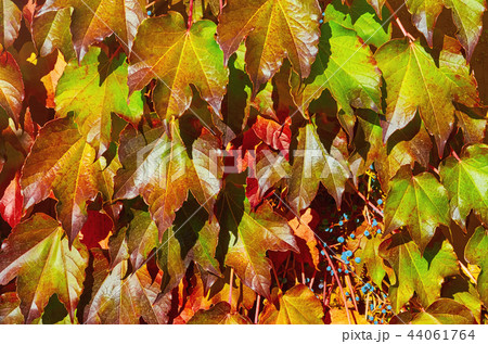 Virginia Creeper 44061764