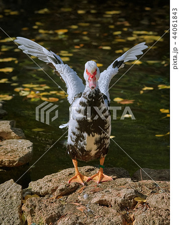 Muscovy Duck on the Shore Muscovy Duck on the Shore 44061843