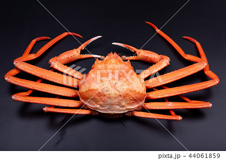 かに 食材 かに 食材 44061859