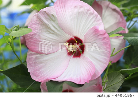 大きなアメリカフヨウの花    大きなアメリカフヨウの花    44061967