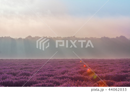 Lavender Field in the Morning 44062033