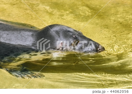 Portrait of Grey Seal Portrait of Grey Seal 44062056