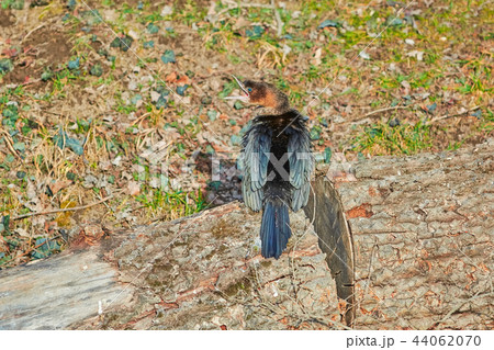 Young Cormorant on a Log 44062070