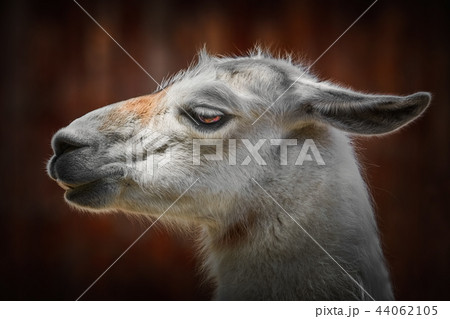 Portrait of Llama Portrait of Llama 44062105