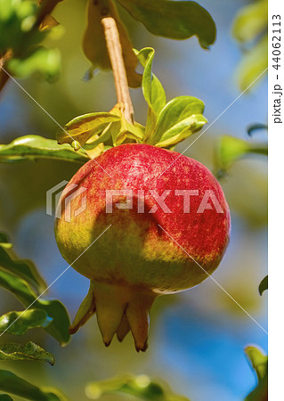 Fruit of Punica Granatum Fruit of Punica Granatum 44062113