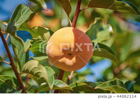 Persimmon on Tree Persimmon on Tree 44062114