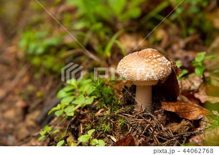 Amanita pantherina Poisonous mushroom in forest. Autumn Amanita pantherina Poisonous mushroom in forest. Autumn 44062768