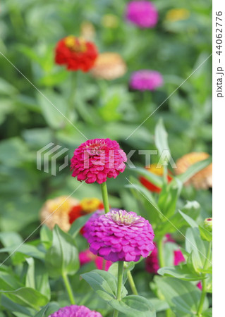 きれいな百日草の花 きれいな百日草の花 44062776