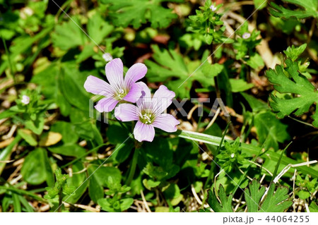 三鷹中原に咲くムラサキカタバミ 44064255