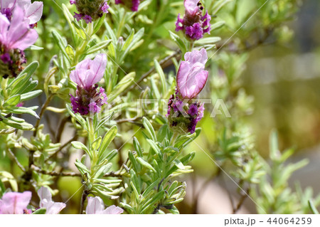 三鷹中原に咲フレンチラベンダー 三鷹中原に咲フレンチラベンダー 44064259