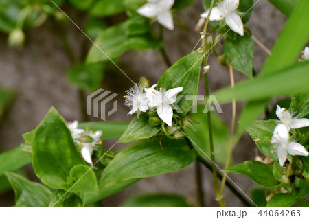 三鷹中原に咲くトキワツユクサ 三鷹中原に咲くトキワツユクサ 44064263