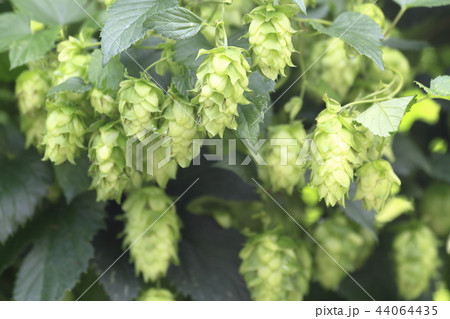 ホップ畑 ホップ畑 44064435