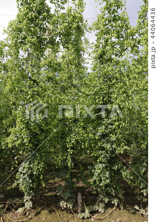 ホップ畑 ホップ畑 44064436