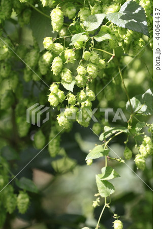 ホップ畑 ホップ畑 44064437