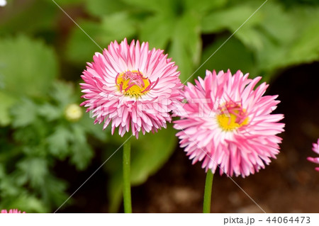 三鷹中原に咲くデイジー（ヒナギク） 44064473