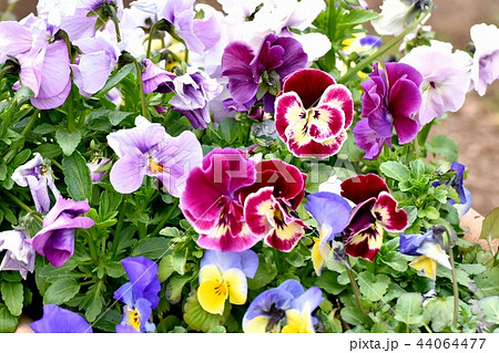 見た釜か原に咲くパンジー 見た釜か原に咲くパンジー 44064477