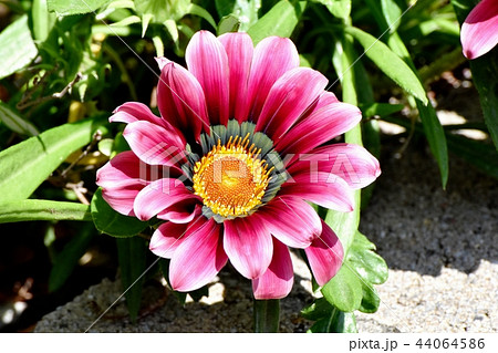 三鷹中原に咲く赤いガザニア 三鷹中原に咲く赤いガザニア 44064586