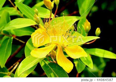 三鷹中原に咲くビヨウヤナギ 三鷹中原に咲くビヨウヤナギ 44064587